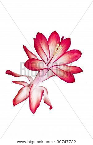 Close-up di Schlumbergera fiore o Cactus di Natale