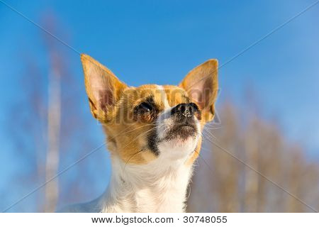 Pequeño perro mirando hacia arriba