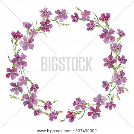 Round Watercolor Frame Of Wild Carnations On A White Background