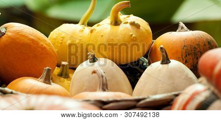 Harvested Pumpkins Crop Of Different Colors And Textures Lying In The Basket