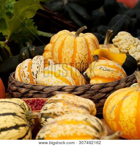 Harvest, Harvested Pumpkins And Other Berries And Vegetables Stacked In Baskets For Storage