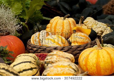 Harvest, Harvested Pumpkins And Other Berries And Vegetables Stacked In Baskets For Storage