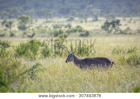 Common Waterbuck In Green Savannah Backlit In Kruger National Park, South Africa ; Specie Kobus Elli