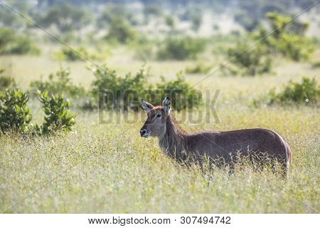 Common Waterbuck In Green Savannah Backlit In Kruger National Park, South Africa ; Specie Kobus Elli