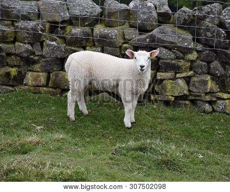 Field With A Cute Bleating Young White Lamb.