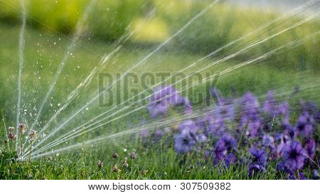 Automatic Sprinkler System Watering The Lawn On A Background Of Green Grass
