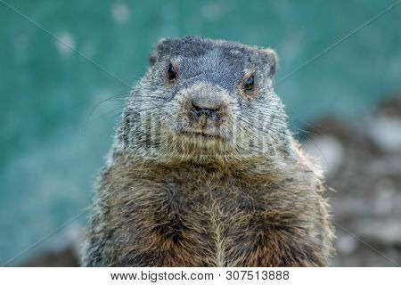 Adorable Small Funny Young Groundhog (marmota Monax) Closeup Faces Front