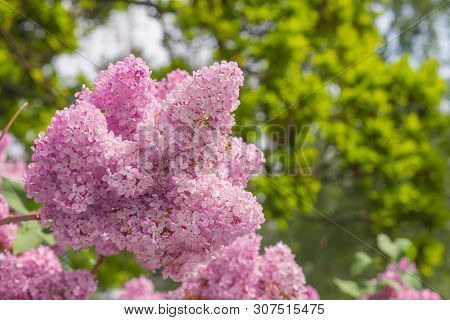 Blooming Lilac. Beautiful Spring Blooming Of Lilac Branches.