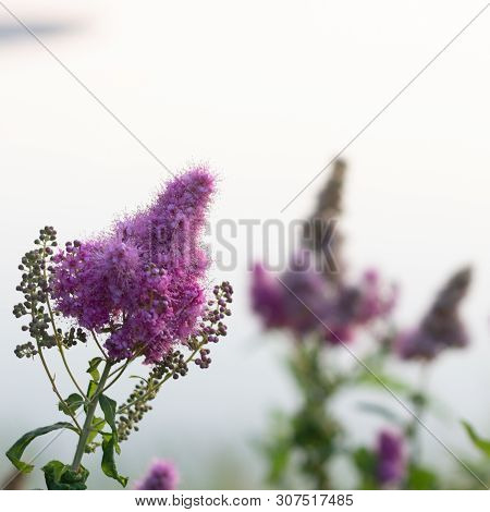 Billards Spirea Blooming Flowers In The Morning Park On The Lake