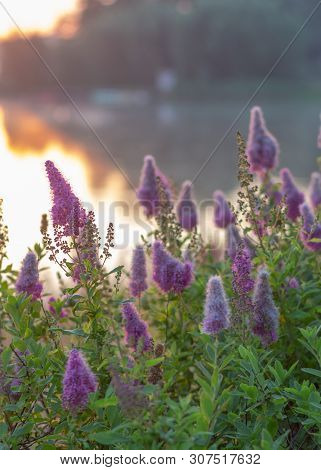 Billards Spirea Blooming Flowers In The Morning Park On The Lake