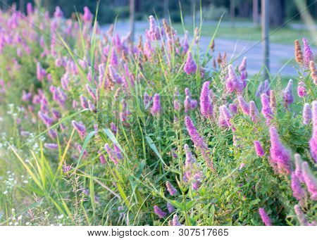 Billards Spirea Blooming Flowers In The Morning Park On The Lake