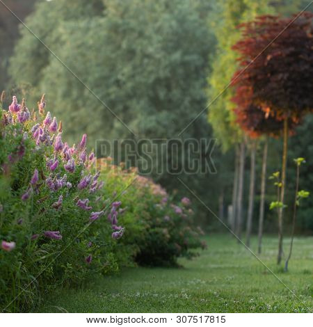 Billards Spirea Blooming Flowers In The Morning Park On The Lake