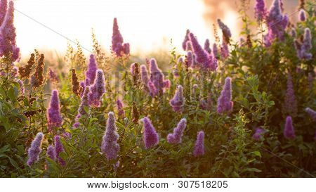 Billards Spirea Blooming Flowers In The Morning Park On The Lake