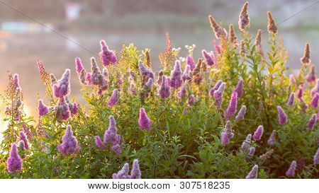 Billards Spirea Blooming Flowers In The Morning Park On The Lake