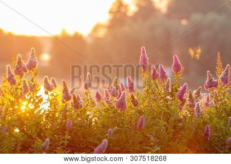 Billards Spirea Blooming Flowers In The Morning Park On The Lake
