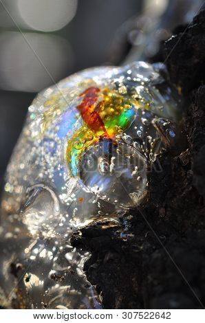 Gum, Glue, Resin, Juice From The Bark On The Trunk Of A Tree. In Pitch A Bright Multi-colored Clot, 
