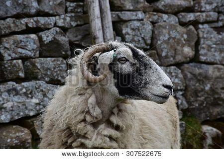 The Profile Of A Swaledale Ewe In The North Of England.