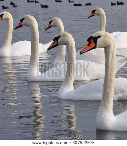 Swans Lined Up Diagonally. Building On The Sea. In The Background Are Black Ducks.