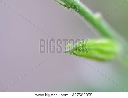 Green Small Insect On A Green Plant. Macro.
