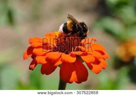 A Bumblebee In Pollen Sits On A Red Tsiniia Flower (zínnia) In Summer.