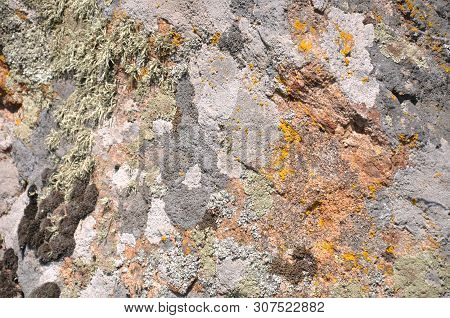 Old Large Textured Natural Stone, Covered With Various Mosses And Plants.