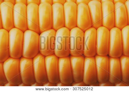 Corn Grains In Close-up Closeup, Rows Of Fresh And Ripe Yellow Corn Kernels, Corn Cob. Close-up Full