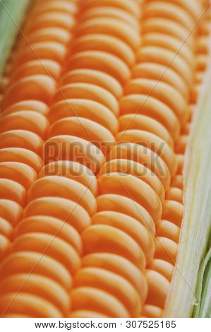 Corn Grains In Close-up Closeup, Rows Of Fresh And Ripe Yellow Corn Kernels, Corn Cob. Close-up Full