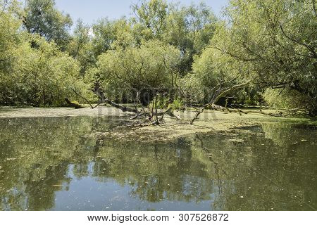 A Typical View Of The Water And Vegetation In The Danube Delta Near Tulcea, Romania