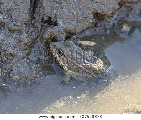 A Toad Basking In The Sun, Camouflaged In Muddy Water Near A River Bank