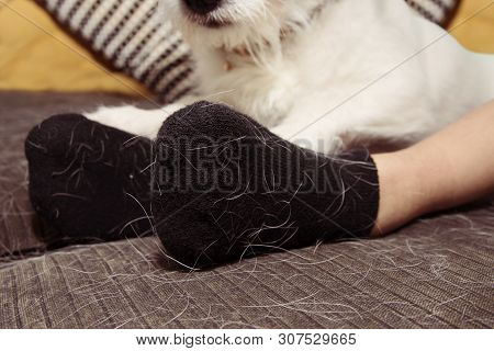 Pet Or Dog Hair On Black Socks Cloth During Annual Shedding Season