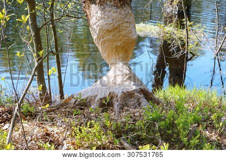 Tree Gnawed By The Beaver, The Beaver Teeth Marks On A Tree Trunk