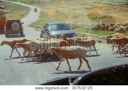 Cars Stop And Waiting For A Herd Of Local Sheep Crossing Road. Traffic In Naran, Khyber Pakhtunkhwa,
