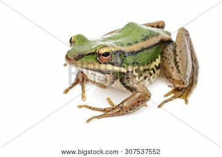 Image Of Paddy Field Green Frog Or Green Paddy Frog (rana Erythraea) On A White Background. Amphibia