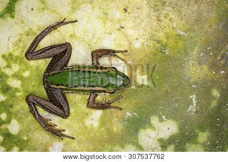 Image Of Paddy Field Green Frog Or Green Paddy Frog (rana Erythraea) On The Floor. Amphibian. Animal