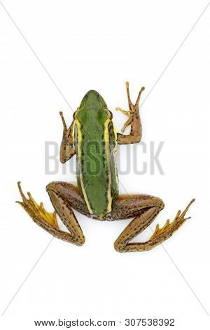 Image Of Paddy Field Green Frog Or Green Paddy Frog (rana Erythraea) On A White Background. Amphibia