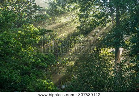 Foggy Morning With Bright Sun Rays Peeking Through The Trees In The Forest
