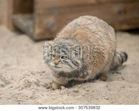 Pallas Cat (otocolobus Manul). Manul Is Living In The Grasslands And Montane Steppes Of Central Asia