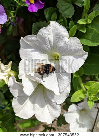 Buff Tailed Bumblebee, Bombus Terrestris, On A White Petunia Flower In A British Garden. Vertical.