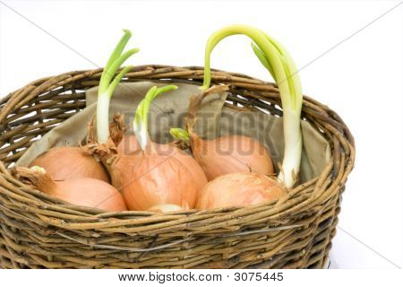 Basket Of Onions