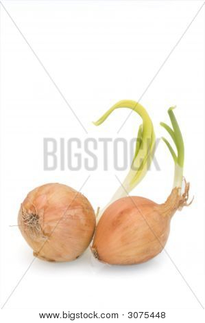 Two Onions