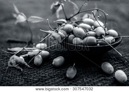 Azadirachta Indica, Commonly Known As Neem, Nimtree Or Indian Lilac, On Jute Bags Surface Along With