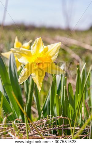 Daffodil (narcissus Jonquilla) On The Meadow In Sunny Day
