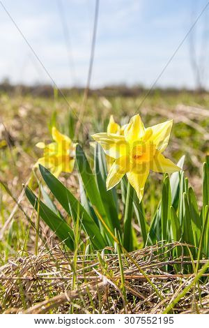 Daffodil (narcissus Jonquilla) On The Meadow In Sunny Day
