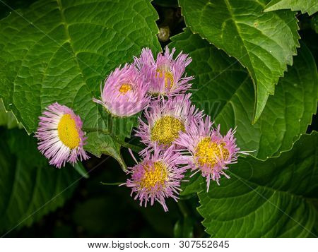 Pink Fleabane Flowers, Erigeron, Blooms Wild Along A Japanese River.
