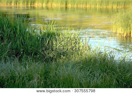 Green Grass By The Lake On A Sunny Summer Day