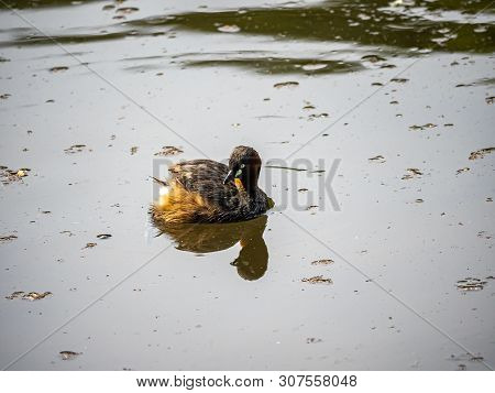 A Little Grebe, Tachybaptus Ruficollis, Swims Through A Shallow Pond In A Japanese Park.