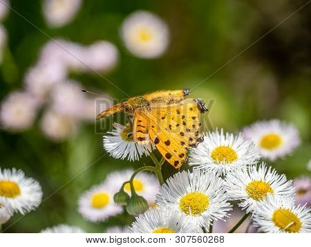 A Tropical Fritillary Butterly, Argynnis Hyperbius, Rests On Small White Daisies In A Japanese Park.
