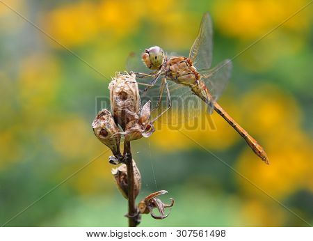 A Close-up Of An Orange-red Dragonfly Sits On A Dried Stem Of A Plant, And Behind It Is A Blurred Ba
