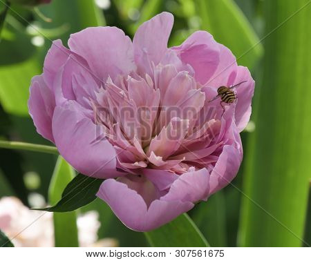 An Insect Flies On A Fragrant Pink Flower, A Peony, Against The Background Of Lush Green Leaves In S