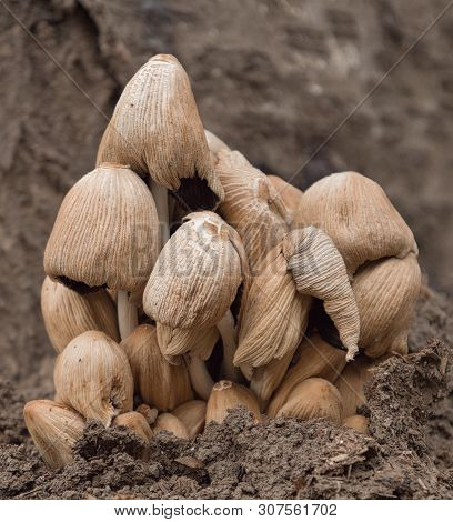 After The Rain, Inedible Beige Mushrooms Grow In A Garden On Gray Ground